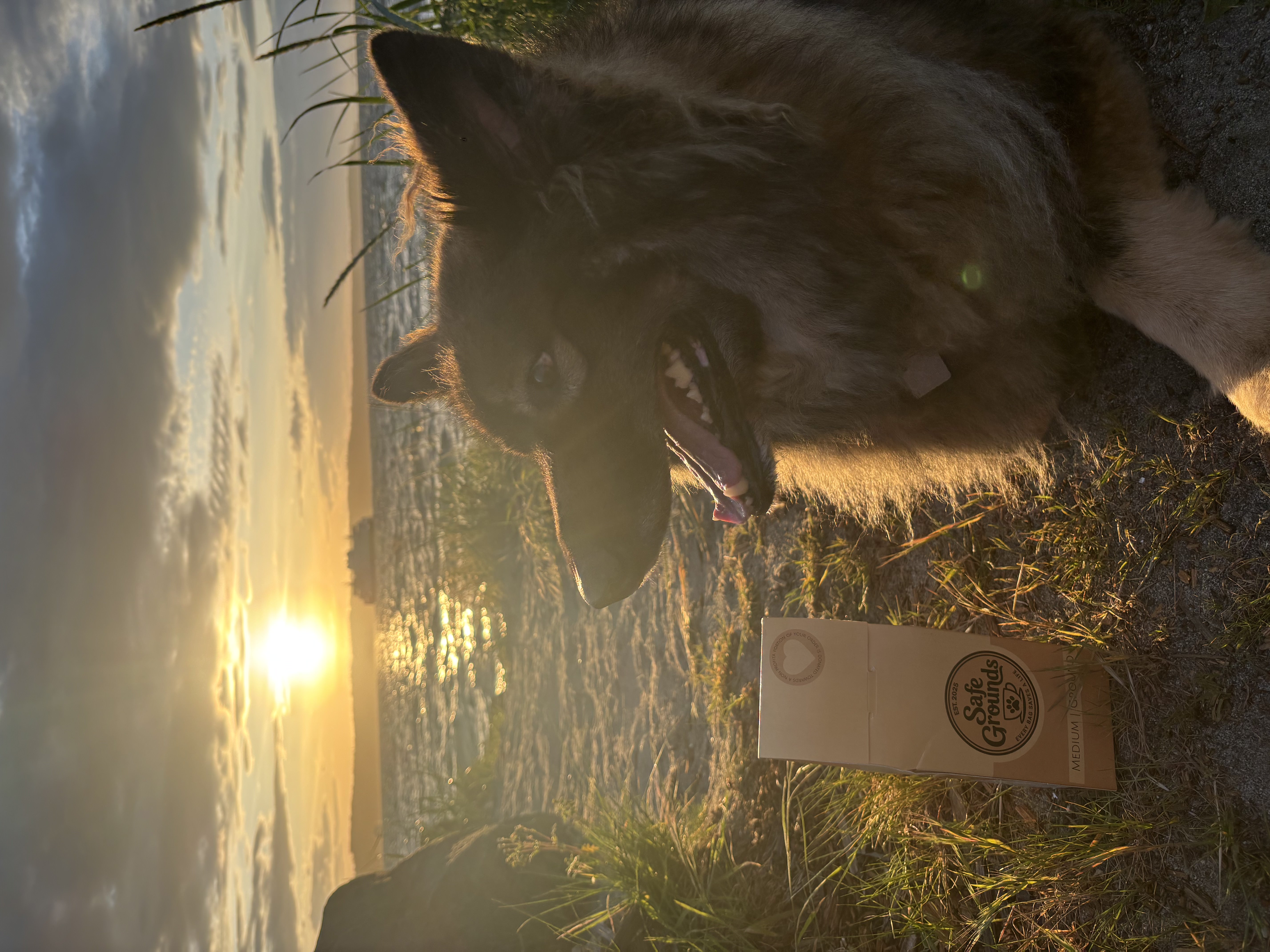 A dog sitting at sunset on the beach next to a Safe Grounds Coffee bag